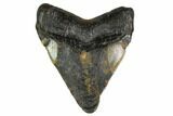 Bargain, Megalodon Tooth - North Carolina #152831-1